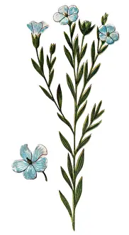 Flax (Linum usitatissimum)