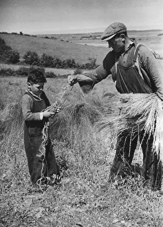Flax Pulling