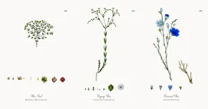 Flax Seed, Radiola Millegrana, Victorian Botanical Illustration, 1863