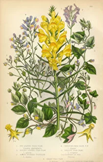 Flax Seed Collection: Flax, Toad Flax, Linaria, Fluellin, Victorian Botanical Illustration