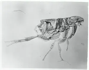 Schenectady Prints: A Flea