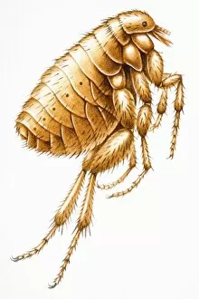 Arthropoda Gallery: Flea (Siphonaptera), small wingless insect