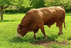 Bovid Gallery: Fleckvieh cattle, bull on a lush meadow