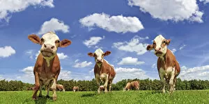Fleckvieh cattle, dairy cows in a lush meadow, clouds, upward view
