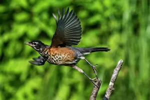 Images Dated 13th July 2017: Fledgling American robin in flight