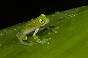 Images Dated 14th June 2015: FleischmannA┼¢s glass frog