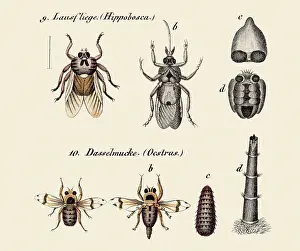 Life Science Prints: Flies and other insects, 19 century science illustration