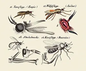 Life Science Prints: Flies and other insects, 19 century science illustration