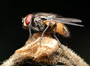 Insects On Earth Gallery: flies