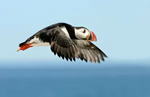 Images Dated 15th July 2011: Flight of puffin