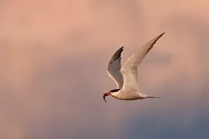 Images Dated 31st July 2009: Flight of the Tern