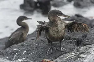 Phalacrocoracidae Prints: Flightless Cormorant or Galapagos Cormorant -Phalacrocorax harrisi
