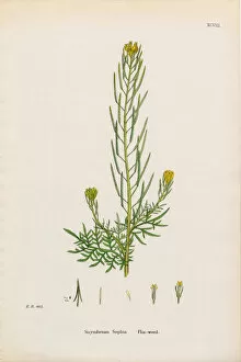 Images Dated 18th January 2017: Flixweed, Sisymbrium Sophia, Victorian Botanical Illustration, 1863