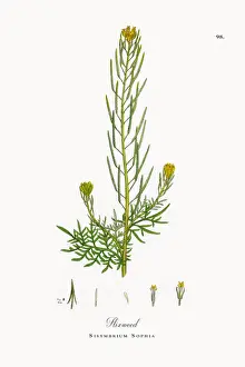 Flixweed, Sisymbrium Sophia, Victorian Botanical Illustration, 1863
