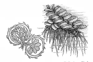 Fern Prints: Floating fern (Salvinia natans)