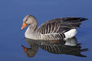 Images Dated 25th March 2010: Floating Greylag Goose -Anser anser- with reflection in water