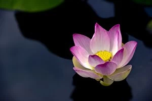 Images Dated 29th June 2011: Floating Lotus Blossom -Nelumbo nucifera-