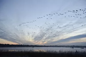 Flock of birds flying over a marsh in the morning, Tiste Bauernmoor, Burgsittensen, Lower Saxony, Germany