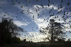 Images Dated 25th April 2012: flock of birds in sky, cape town, south Africa