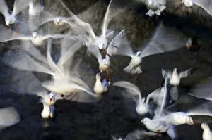 Images Dated 22nd January 2010: Flock of black-headed gulls -Larus ridibundus-
