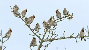 Flock of Bohemian Waxwings -Bombycilla garrulus- resting on an apple tree, Swabian Alb biosphere reserve