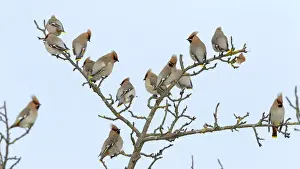 Prints of Flock of Bohemian Waxwings -Bombycilla garrulus- resting on an apple tree, Swabian Alb biosphere reserve, Baden-Wurttemberg, Germany Bernd Zoller Bird Prints: Flock of Bohemian Waxwings -Bombycilla garrulus- resting on an apple tree