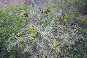 Parrot Prints: Flock of Burrowing Parrots or Burrowing Parakeets -Cyanoliseus patagonus- on a bush