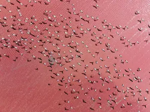 Prints of Abstract Aerial Art Prints Aerial Art Prints: Flock of flamingos flying above Laguna Colorada seen from an aerial point of view, Bolivia