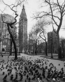 Henri Silberman Collection Gallery: Flock of pigeons in Madison Park