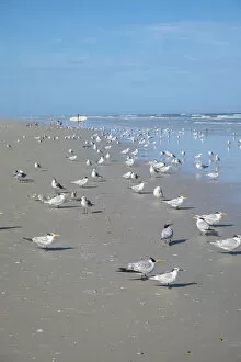 Large Group Of Animals Collection: Flock of Royal terns (Thalasseus maximus) on beach, New Smyrna Beach, Florida, USA