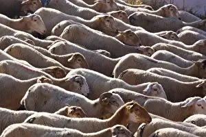 Nature Reserve Prints: Flock of sheep; burunchel jaen province andalusia spain