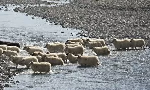 Images Dated 11th September 2014: Flock of sheep crossing a river, sheep transhumance, near Hofn, Iceland