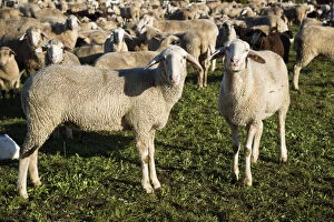 Images Dated 27th September 2012: Flock of sheep, domestic sheep -Ovis orientalis aries-, Swabian Alb, Baden-Wuerttemberg, Germany