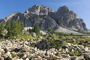 High Mountain Range Prints: Flock of sheep on Falzarego Pass