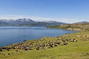 Images Dated 19th May 2014: Flock of sheep at Lake Van or Van Golu near Tatvan, Bitlis Province, Eastern Anatolia Region
