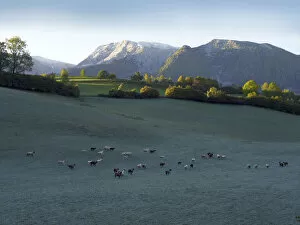 Hilly Landscape Gallery: Flock of sheep in the morning dew, Limestone Alps National Park near Windischgarsten, Austria
