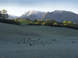 Ovis Prints: Flock of sheep in the morning dew