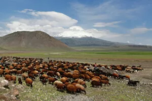 Livestock Gallery: Flock of sheep in front of Mount Ararat, Buyuk Agri Dagi, Dogubayazit, Dogubeyazit, Dogubeyazit