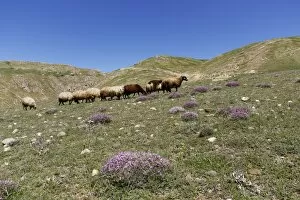 Images Dated 19th May 2014: A flock of sheep on a mountain pasture in the Taurus Mountains, near Adilcevaz, Bitlis Province