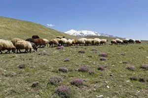Images Dated 19th May 2014: A flock of sheep on a mountain pasture in the Taurus Mountains