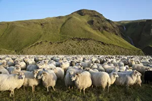 Images Dated 10th September 2011: Flock of sheep near Kirkjubaejarklaustur, green hills at the back, southern Iceland, Iceland, Europe