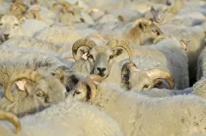 Images Dated 10th September 2011: Flock of sheep near Kirkjubaejarklaustur, southern Iceland, Iceland, Europe