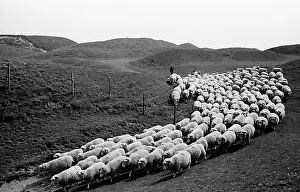 Farm Animal Prints: Flocking Home