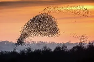 Prints of Flocks of Starlings images taken in England, Somerset at Ham Wall and Shapwick Heath (Avalon Marshes), at roosting time Beautiful Bird Species Prints: Flocks (murmurations) Of Starlings; (Species: Sturnus vulgaris; Family: Sturnidae; Order: Passeriformes)