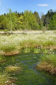 Images Dated 5th May 2013: Flooded bog with blooming Hare s-tail Cottongrass, Tussock Cottongrass or Sheathed Cottonsedge -Eriophorum vaginatum