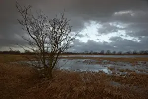 Thunder Prints: Flooded meadows, Wuemmewiesen nature reserve, Bremen, Germany, Europe