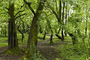 Forest Track Prints: Floodplain forest at Koycegiz Lake with Oriental Sweetgum or Turkish Sweetgum trees -Liquidambar orientalis