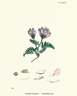 Flora, Astragalus agrestis, purple milkvetch