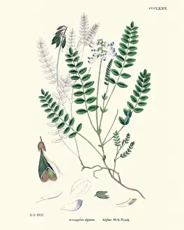 Vetch Prints: Flora, Astragalus alpinus, Alpine Milk Vetch