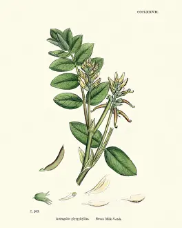 Vetch Prints: Flora, Astragalus glycyphyllos, Sweet milkvetch